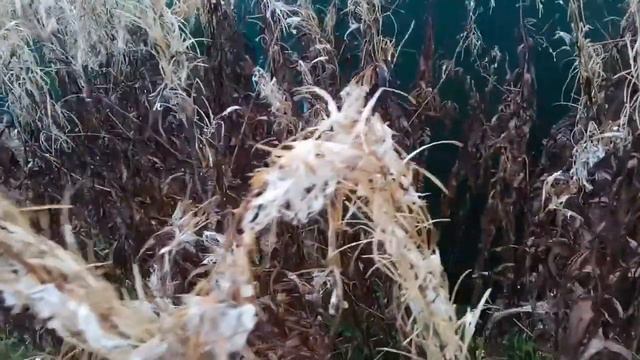 VID 20201011 1618400 Ты как репейник какой...Павел Васильев Лахтинский смотреть онлайн