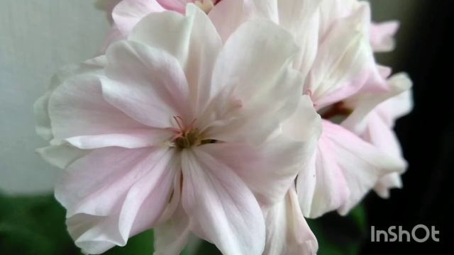 'Sharon Louise( Шарон Луиза) миниатюрная пеларгония#сортовыепеларгонии #сочинцы #сочи2022 #лоо смотреть онлайн