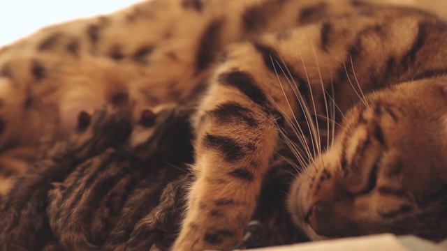 Sound - Bengal Cat