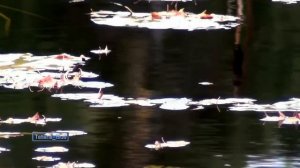 Sergei Trofanov - La Bohème... (Amazing Violin Music)