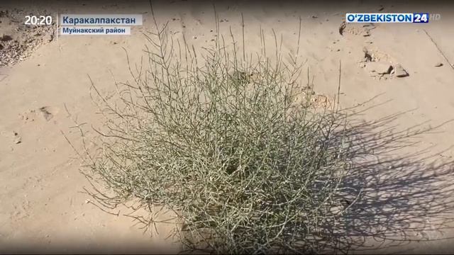Мероприятия на дне Аральского моря смотреть онлайн