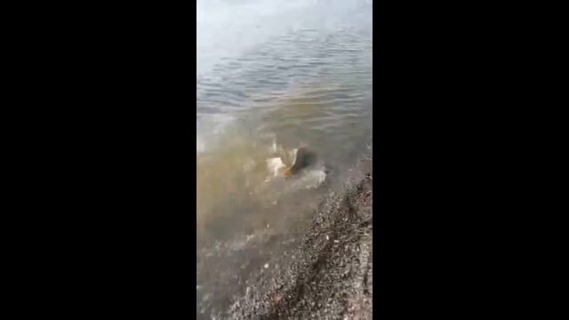 Ловля сазана на фидер смотреть онлайн