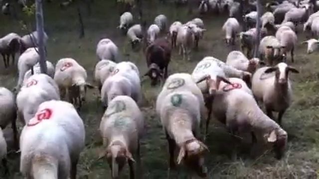 Après la pluie, le mouton смотреть онлайн