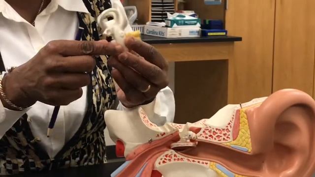 English: Dr. Cisse presenting the ear смотреть онлайн