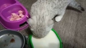 чем кормить котёнка в 1.5 месяца ???