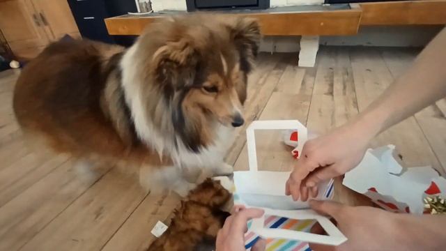 Shetland Sheepdog opens her Birthday Presents смотреть онлайн