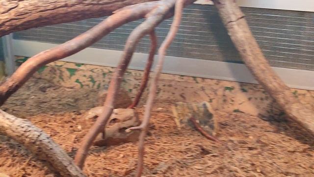 VID_20230528_163451.mp4