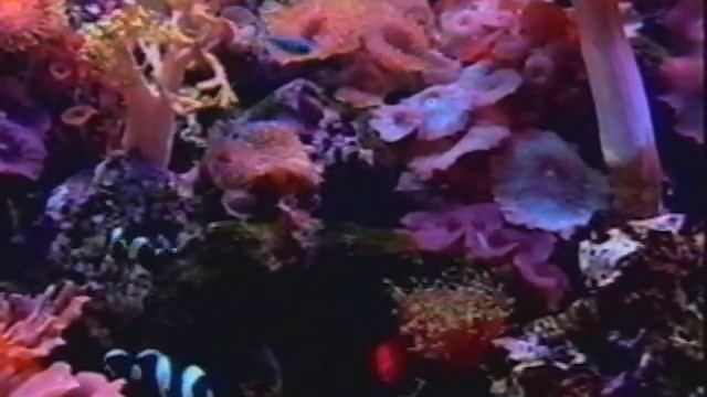 DIGITAL AQUARIUMS TO REPLACE ALL FISH смотреть онлайн