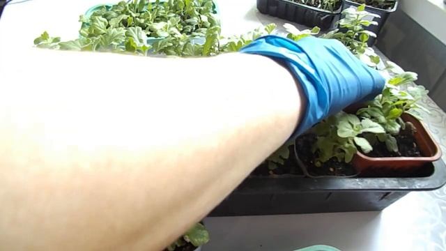 ЧЕРЕНКИ ХРИЗАНТЕМЫ. ОБЗОР УКОРЕНЕНИЯ.ПОВТОРНОЕ СНЯТИЕ ЧЕРЕНКОВ. смотреть онлайн