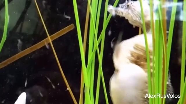 Появление на свет морских коньков смотреть онлайн