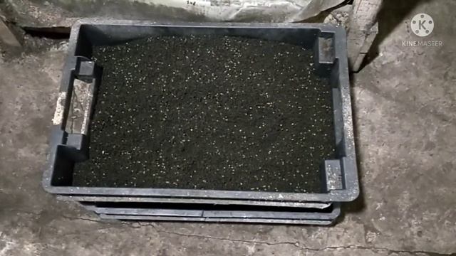 Мего предложение на кокон червя дендробена!!! Цены просто КОСМОС!!! смотреть онлайн