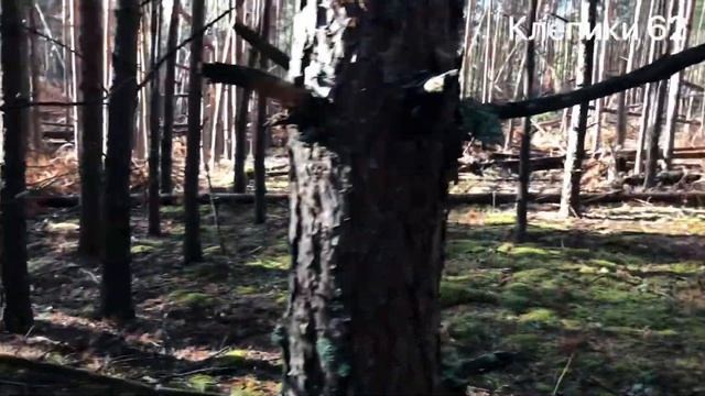 Белые грибы. смотреть онлайн