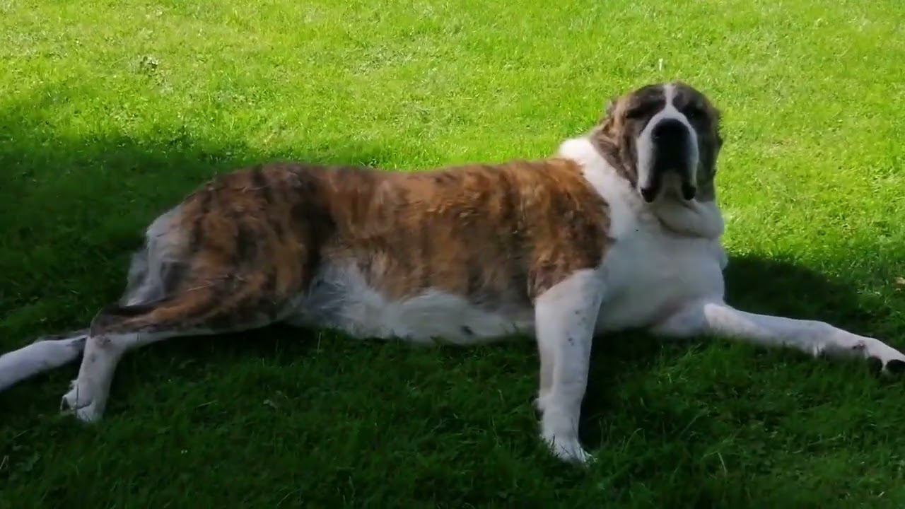 Будни питомника летом смотреть онлайн