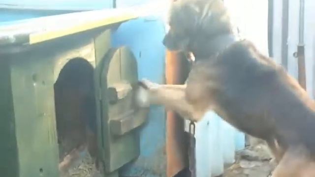Собаки ну очень холодно смотреть онлайн