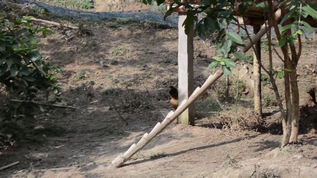 কিভাবে দেশি মুরগি পালবেন। How to make organic chicken farm. смотреть онлайн