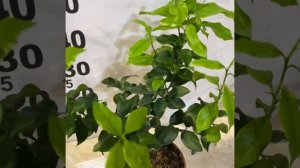 ?лимон Ванильный/ 11Z C. limon "Vaniglia"