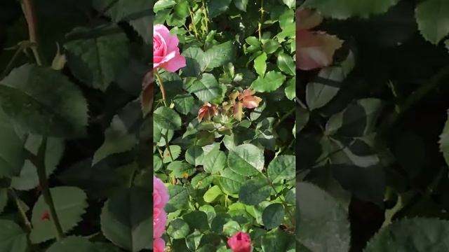 Роза Принцесса Александра Кенская Rosa 'Princess Alexandra Of Kent'