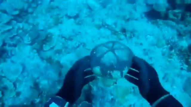 Толстая морская звезда. смотреть онлайн