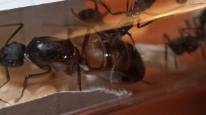 3 ЗОЛОТЫХ ПРАВИЛА. Camponotus cruentatus. СОДЕРЖАНИЕ. #Муравьи #Муравьинаяферма #ВГУМ