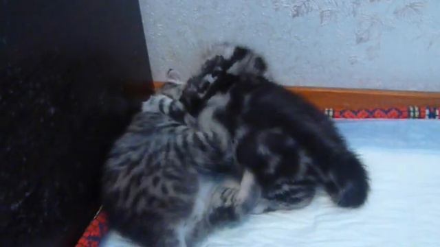 Купить шотландского котенка в питомнике Файна Киця.MOV смотреть онлайн