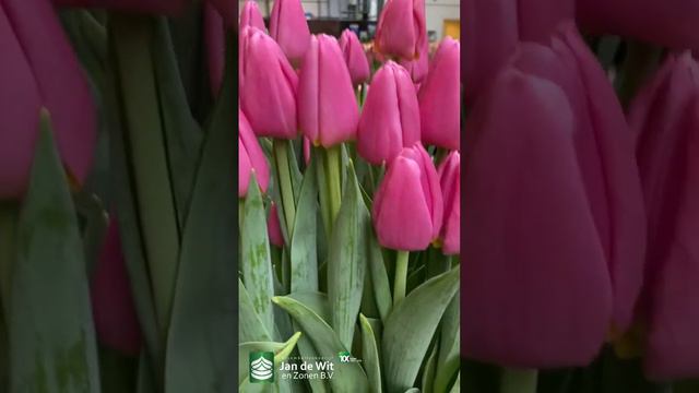 Livestream Tulip Trade Show 2023 - Pink and Purple - EN/RU смотреть онлайн