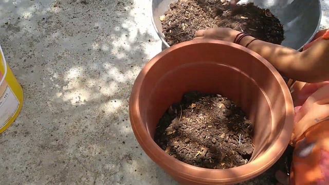 When and how to report Gokarna / Aparajita plant.गोकर्ण/अपराजिता प्लांटची रिपोर्टिंग कधी व कशी कराव смотреть онлайн