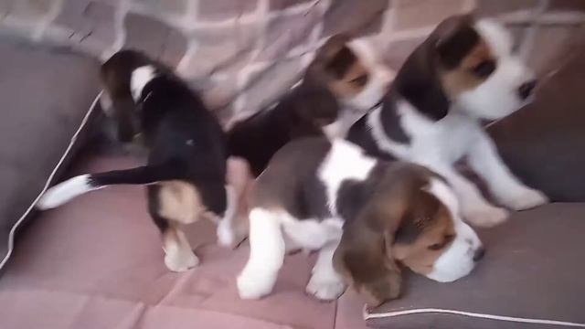 Четыре сыночка! Очаровательные мальчишки Бигль, день рождения 28.07.2021 смотреть онлайн