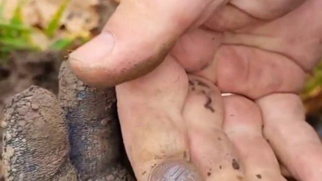 Коп в Харьковской обл.Находки в лесу с Макро Мульти Крузером . смотреть онлайн