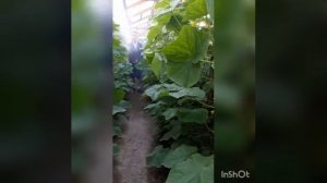 Листовая подкормка с препаратом "BENEFIT"