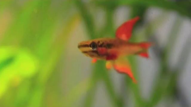 Афиосемион двухполосый смотреть онлайн