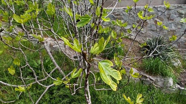 В Крыму цветут сады смотреть онлайн