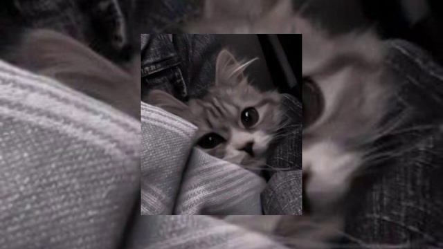 сап двач мур мур мур мур🐱💗. speed up смотреть онлайн