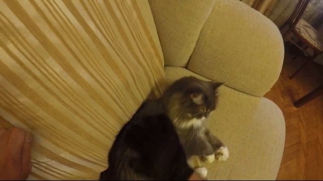 Отзыв о перчатке-чесалке (расческа для кошек) смотреть онлайн