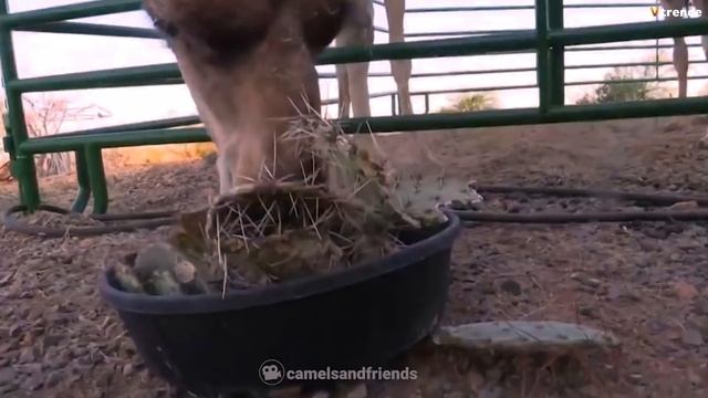 Такое Редко Увидишь! Эти Видео Повезло Снять на Камеру смотреть онлайн