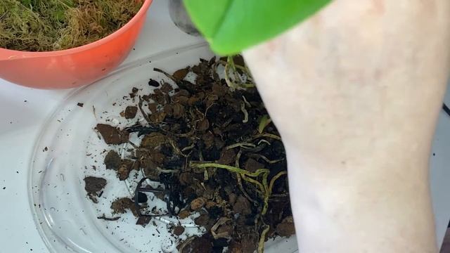 ЗАКРЫТАЯ СИСТЕМА. ПЕРЕСАДКА НОВИНКИ в стекло .