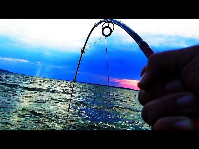 Ловля Сома на Квок! Рыбалка на Сома! Сом на Квок! Как поймать Сома на Квок? смотреть онлайн