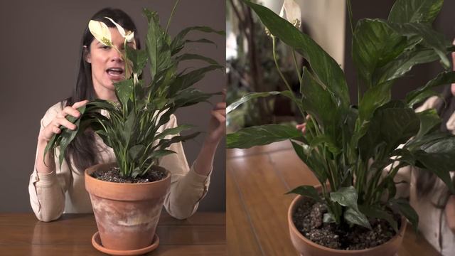 Spathiphyllum wallisii 'Vareigata' (Peace Lily) Houseplant Care — 239 of 365 смотреть онлайн