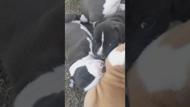 Щенки американского стаффордширского терьера! смотреть онлайн