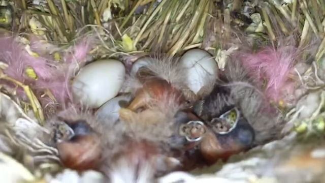 Zebra Finches Птенцы Зебровых Амадин смотреть онлайн