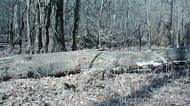 Белка (Хоперский заповедник) смотреть онлайн