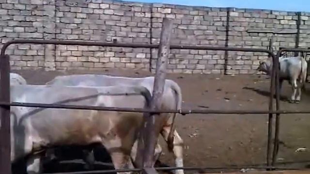 Быки шароле смотреть онлайн