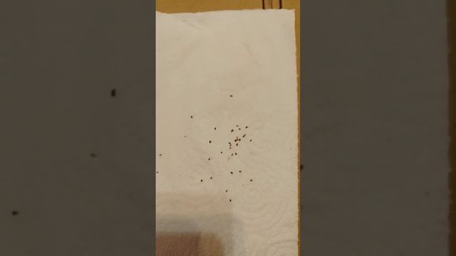 Мини киви - руководство по выращиванию смотреть онлайн