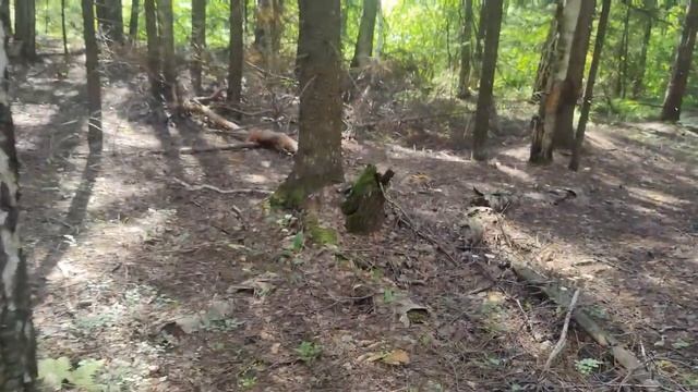 Чёрные грузди, белые грибы и подосиновики пошли в жару! Собираем грибы 31 июля 2023 года. смотреть онлайн