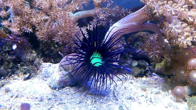 Cerianthus 450+100 Soft-Reef смотреть онлайн