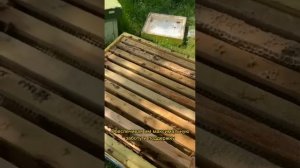 Уникальное открытие для всех пчеловодов - препарат "ЭМ-Вита"