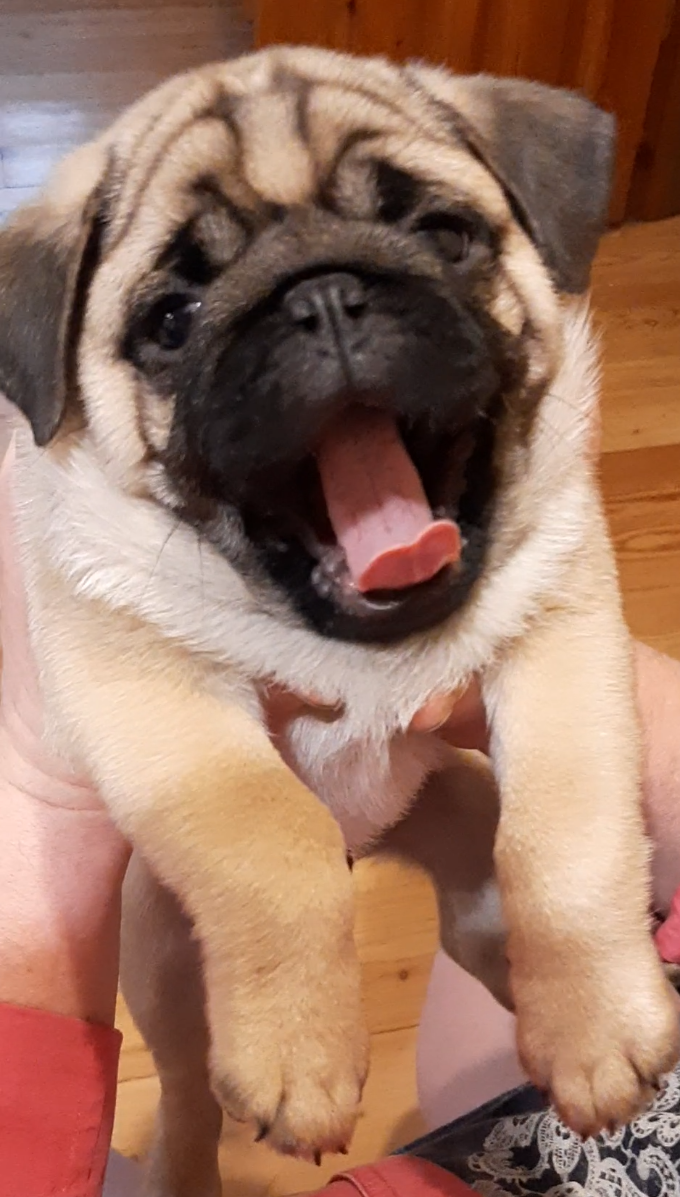 наши забавные мопсы