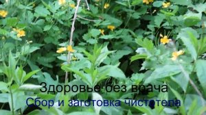 Сбор и заготовка чистотела. Часть 1