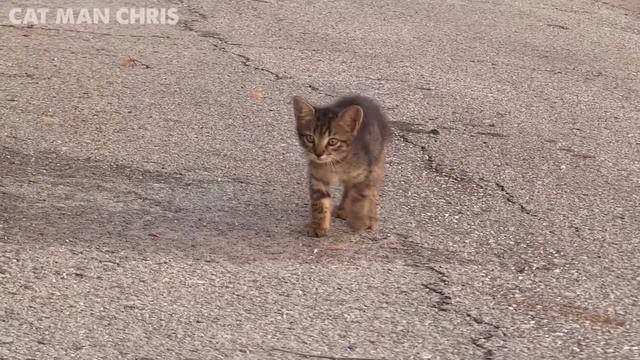 3 Kittens Meow to Stranger for Help смотреть онлайн