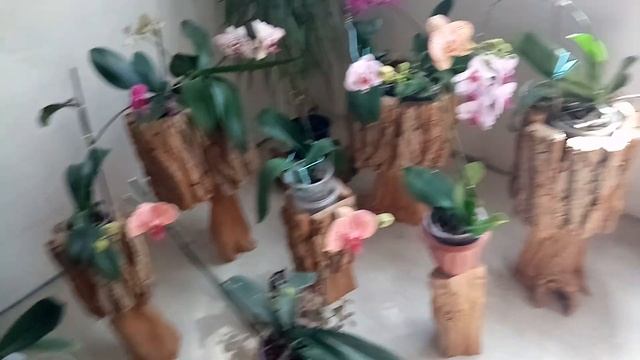 Мой райский уголок, апрель. Орхидеи с названиями сортов. смотреть онлайн