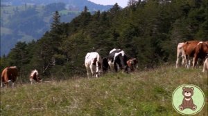 Малышам о коровах